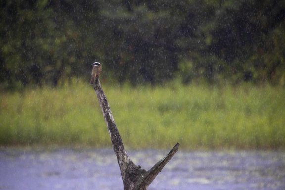 Laisser passer la pluie