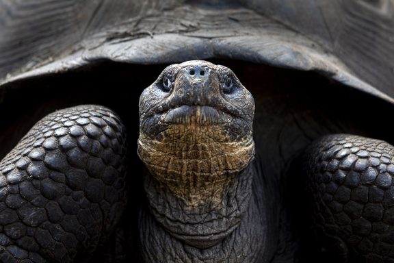 Face à la tortue géante des Galapagos