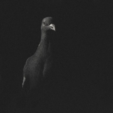 Portrait d'un pigeon ramier