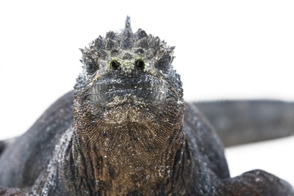 Proximité avec un iguane marin