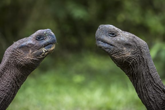 Combat de tortues