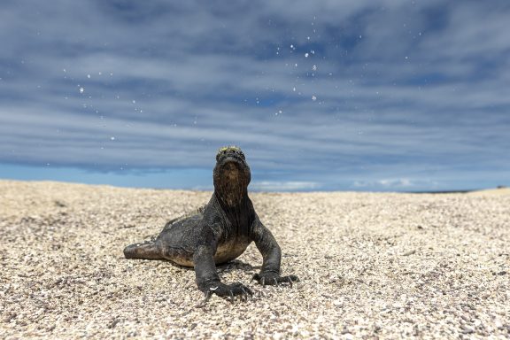 Rhume des foins d'un iguane marin