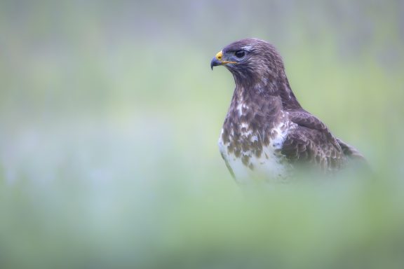 L'aigle de Beauce