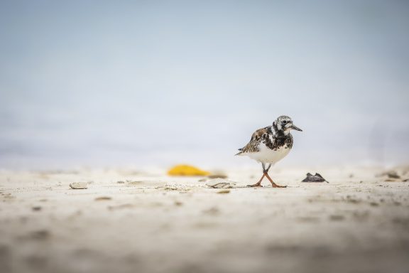 Pas de danse sur le sable