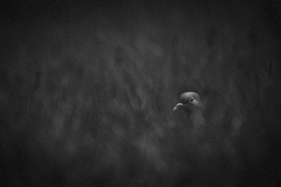 L'oeil d'un pigeon ramier parmi les hautes herbes